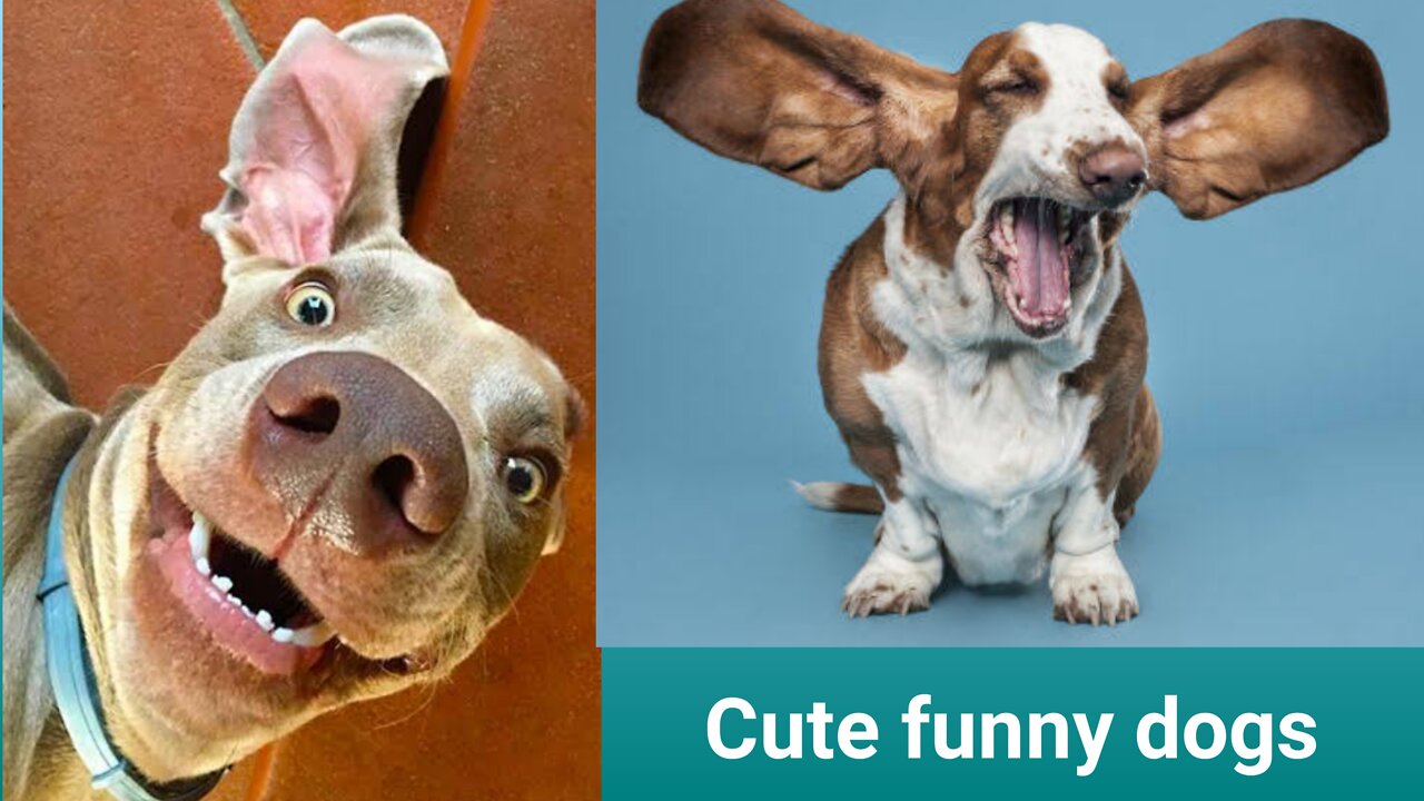 Cute funny dogs 🐶. very funny dogs .