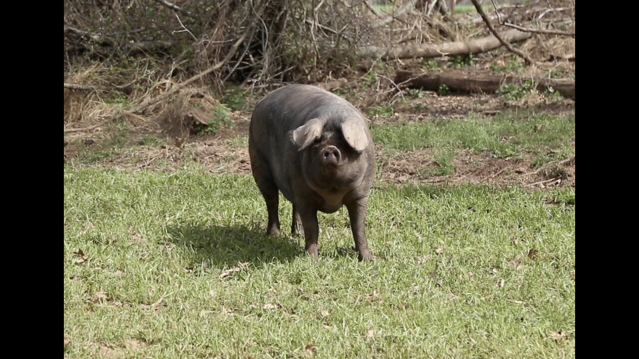 Happy Pig on the Farm