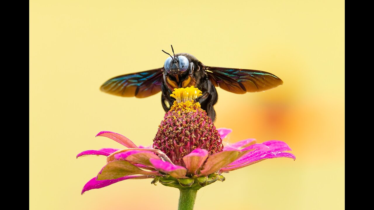 Buzzworthy Bees Unveiling the Mystique of Nature's Little Workers