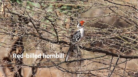 Red-billed hornbill