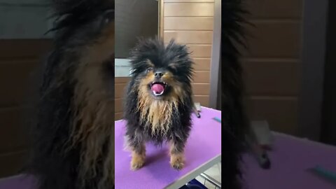 #shorts Смешные Собаки Из Тик Тока 221 Funny Dogs From Tiktok