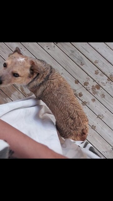 Adorable dog pushes his butt up to towel to dry off