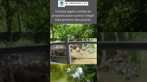 Turistas de proposito jogam no rio pedaços de pao para atrair porcos proxios aos crocodilos - cruel