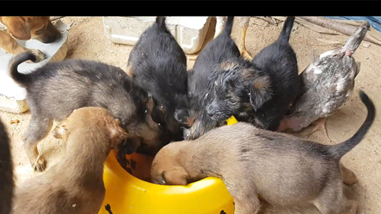 Feeding the starving puppies with rice