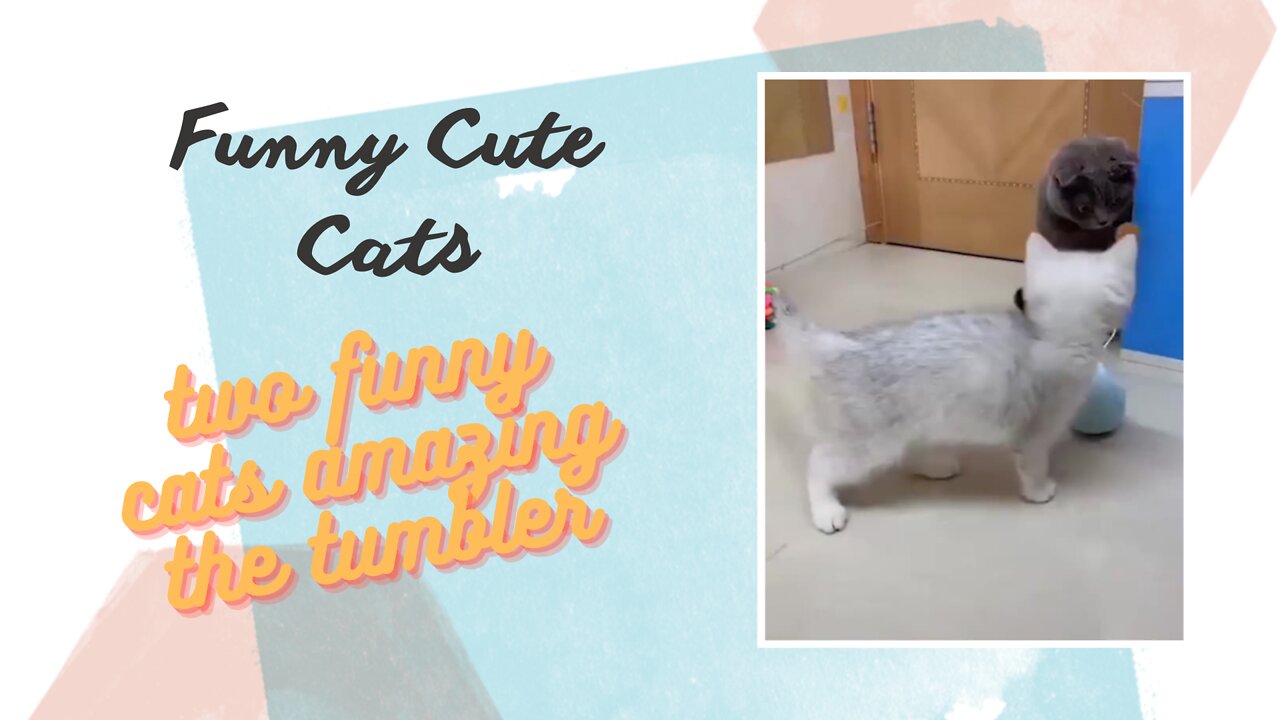 Funny Cute cats