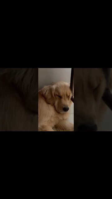 Fluffy Golden Retriever Snoring Against Table Leg / Pillow