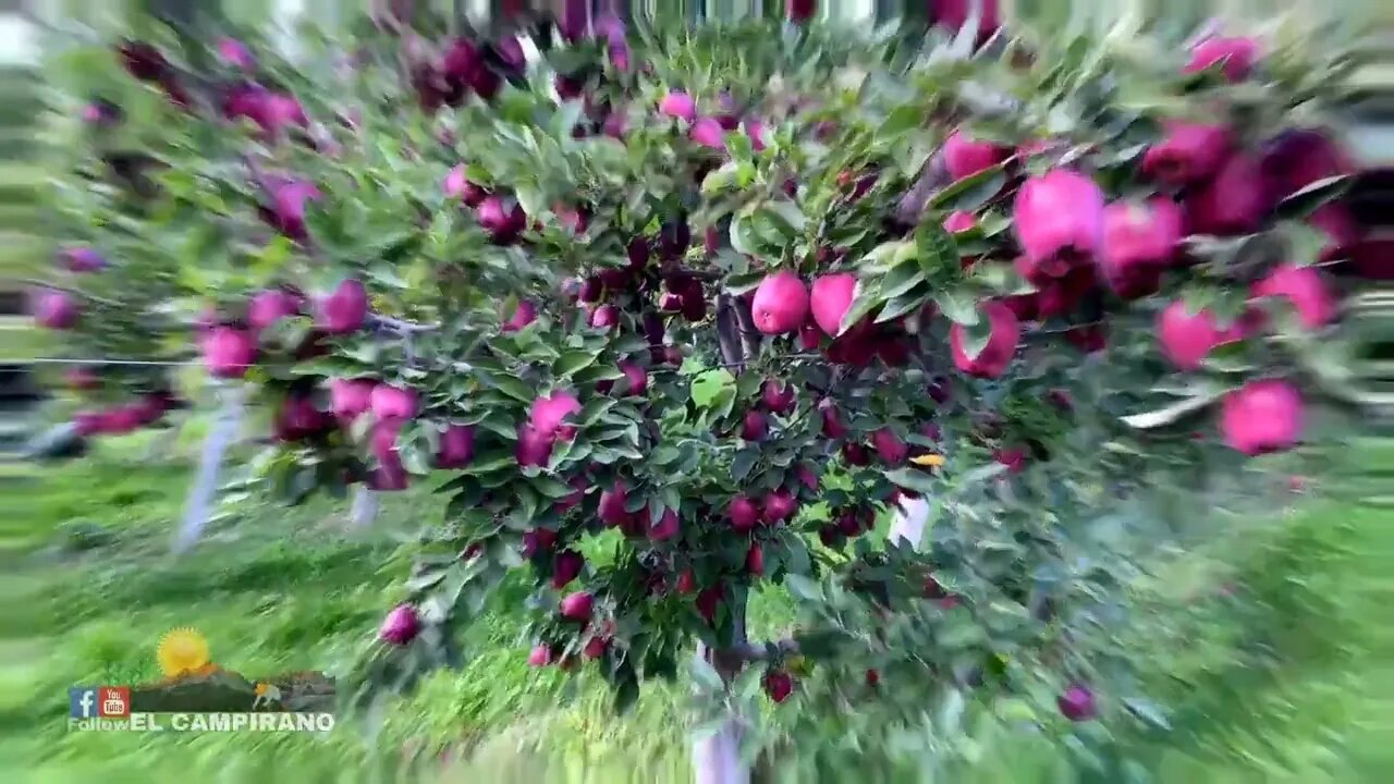 THE MOST BIGGEST APPLE FARM