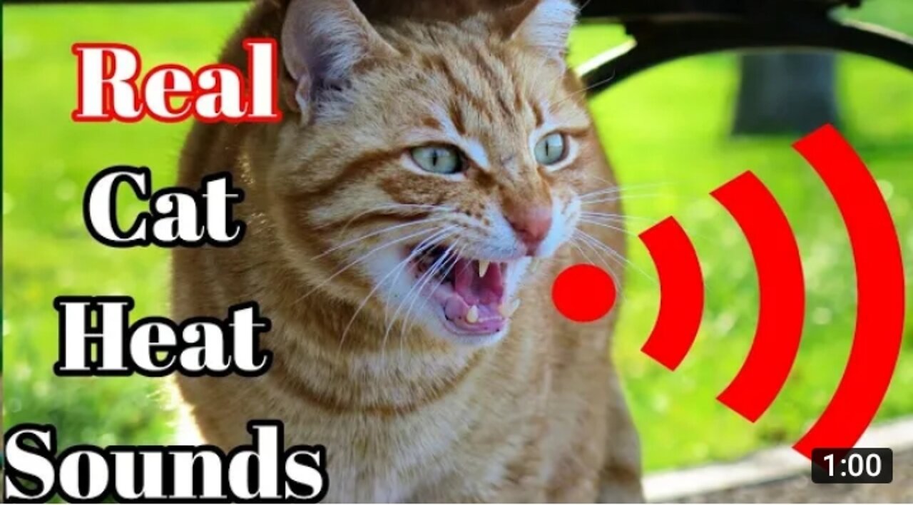 Male cat calling female | Male Cat in heat sounds | Male cat sound|Cat meeting call sounds|Cat sound