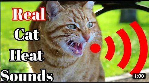 Male cat calling female | Male Cat in heat sounds | Male cat sound|Cat meeting call sounds|Cat sound