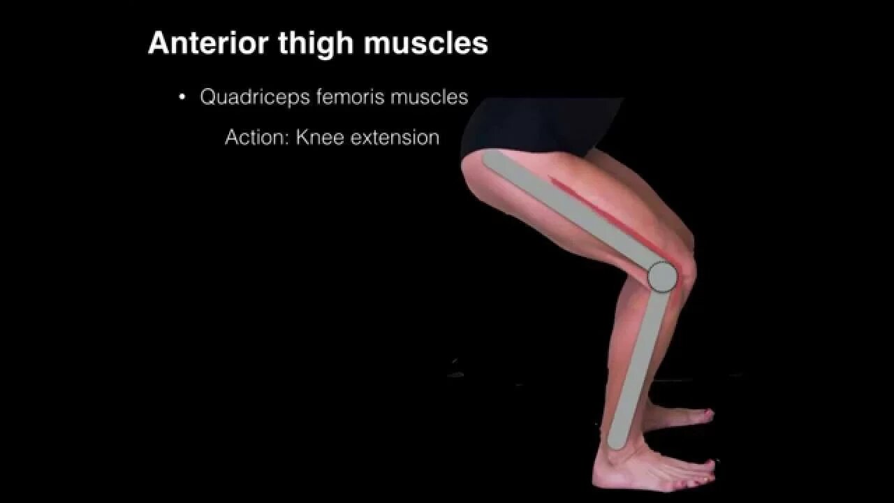 Anterior thigh muscles