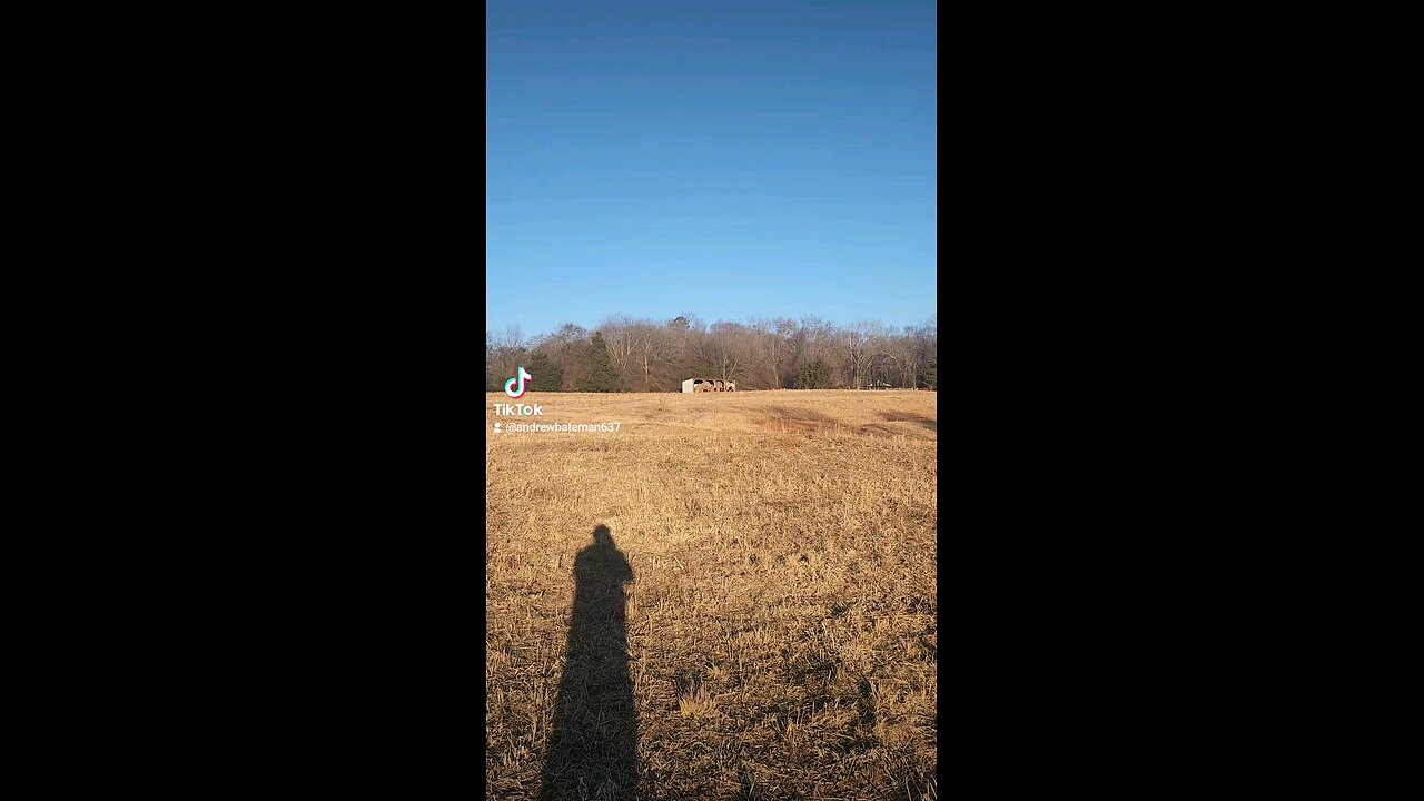 Happy cows and calves.
