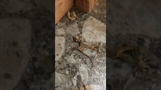 60 second Workbench