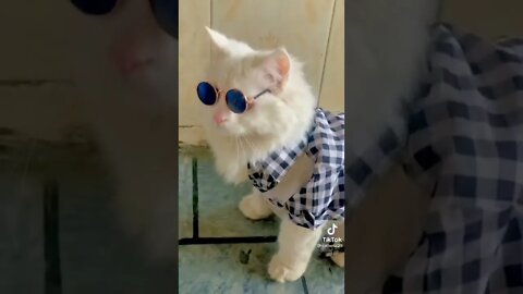 #shorts #cats #cats #like #share #subscribe