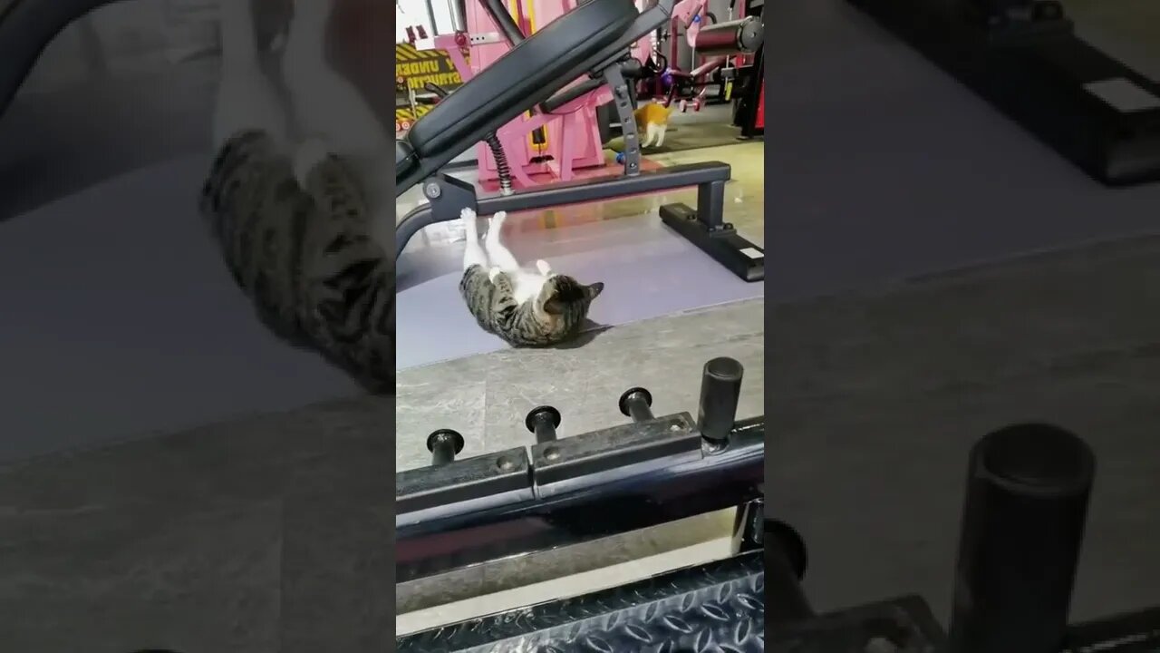 hey guys can you be better than him || cat funny exercise || #Shorts
