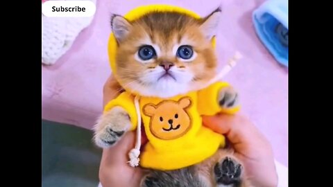 funniest cute kittens best kity😻😻👌