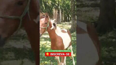 Impressionante o quanto esse cavalo entende 🐴 #shorts #roça #agro #animals #bicho #haras #cavalo