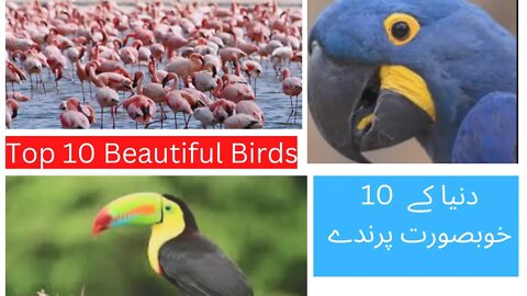 دنیا کے 10 خوبصورت پرندے | Top 10 Beautiful Birds