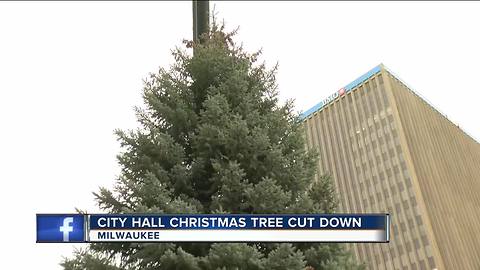 Milwaukee's 2017 Christmas Tree cut down from south side neighborhood