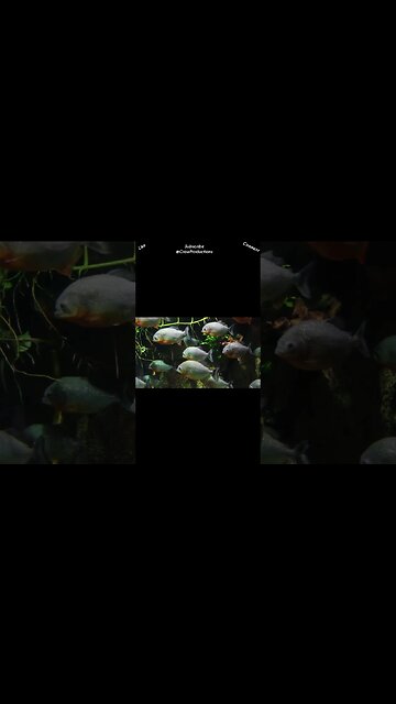 The word “piranha” is from the Tupi Brazil pira nya and means “scissors ” #fish #shorts