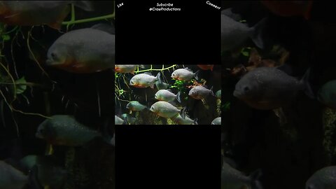 The word “piranha” is from the Tupi Brazil pira nya and means “scissors ” #fish #shorts