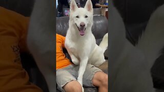 Who Needs Personal Space Anyway? Ixion the Shusky