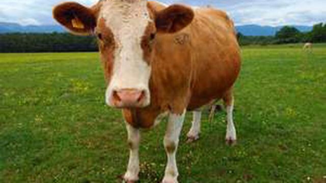 The Beef With Toxic Masculinity