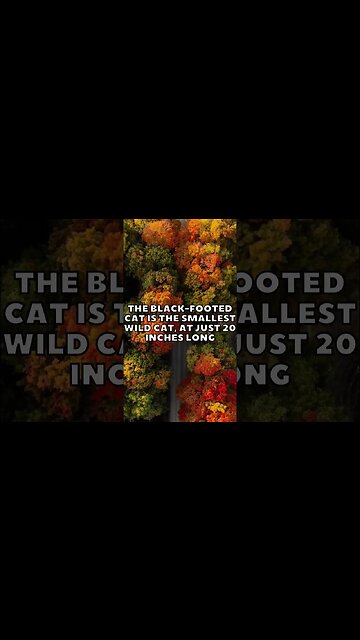 Incredible Random Facts That Will Expand Your Mind! [2023] #shorts #facts #viralshorts #fyp #life