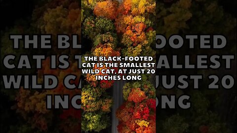 Incredible Random Facts That Will Expand Your Mind! [2023] #shorts #facts #viralshorts #fyp #life