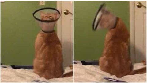 Meet Rom: the headbanger cat
