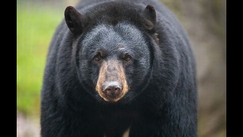 Bear in the city