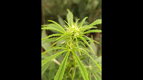 fat banana auto flower