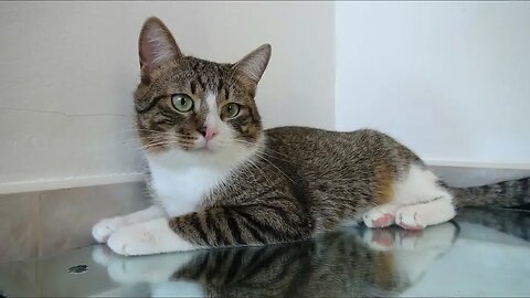 Cat Pictures