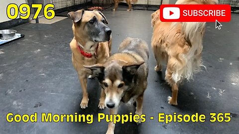[0976] GOOD MORNING PUPPIES - EPISODE 365 [#dogs #doggos #doggos #puppies #dogdaycare]