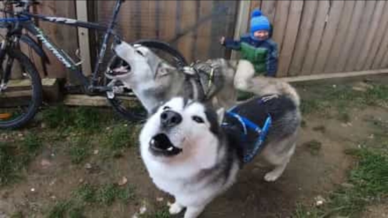 Nuttede huskies får et irriterende raserianfald!