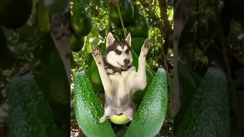 Check your avocado!!!🥑