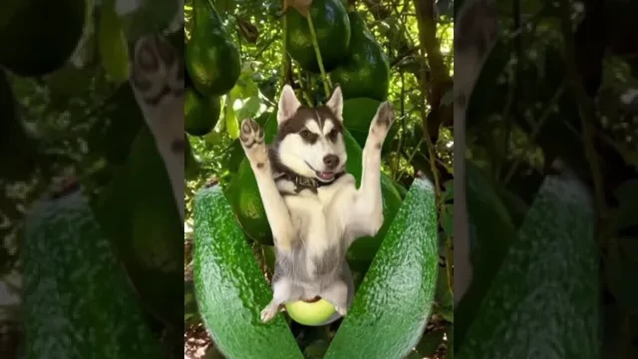 Check your avocado!!!🥑