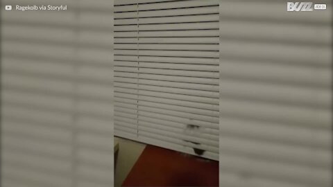 Ce chat fait même les poussières