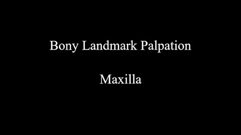 Bony Landmark Palpation - Maxilla (Skull)