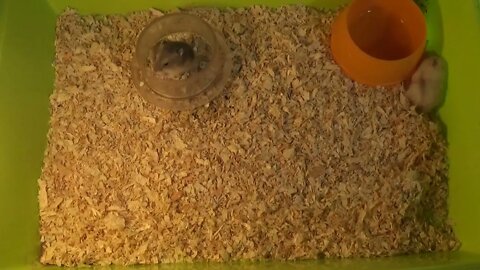 I Want to See My Hamsters, where Did U Take Them