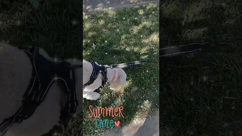 Summer Vibes #dog #doglover