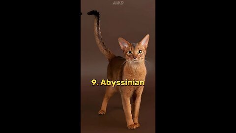 top 10 cat in the world