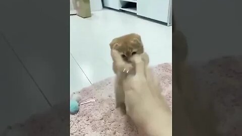 Funny Cat and Human 😚 #funnycats #petcat #petlover #animals
