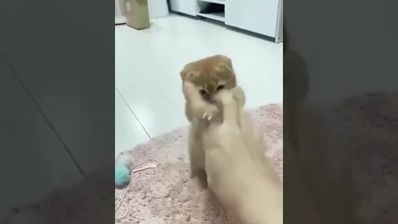 Funny Cat and Human 😚 #funnycats #petcat #petlover #animals