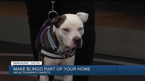 Rescues in Action: Blingo