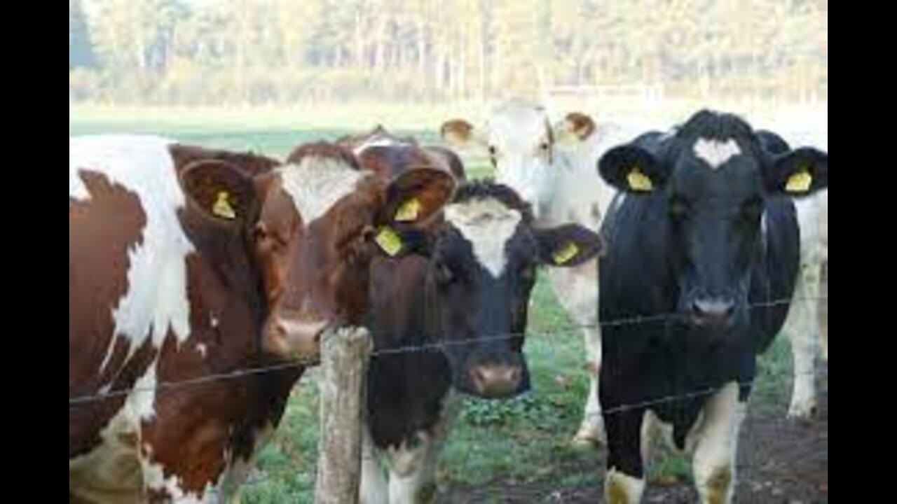 Cow Pies 39 thinking behavior Self Talk in Cows