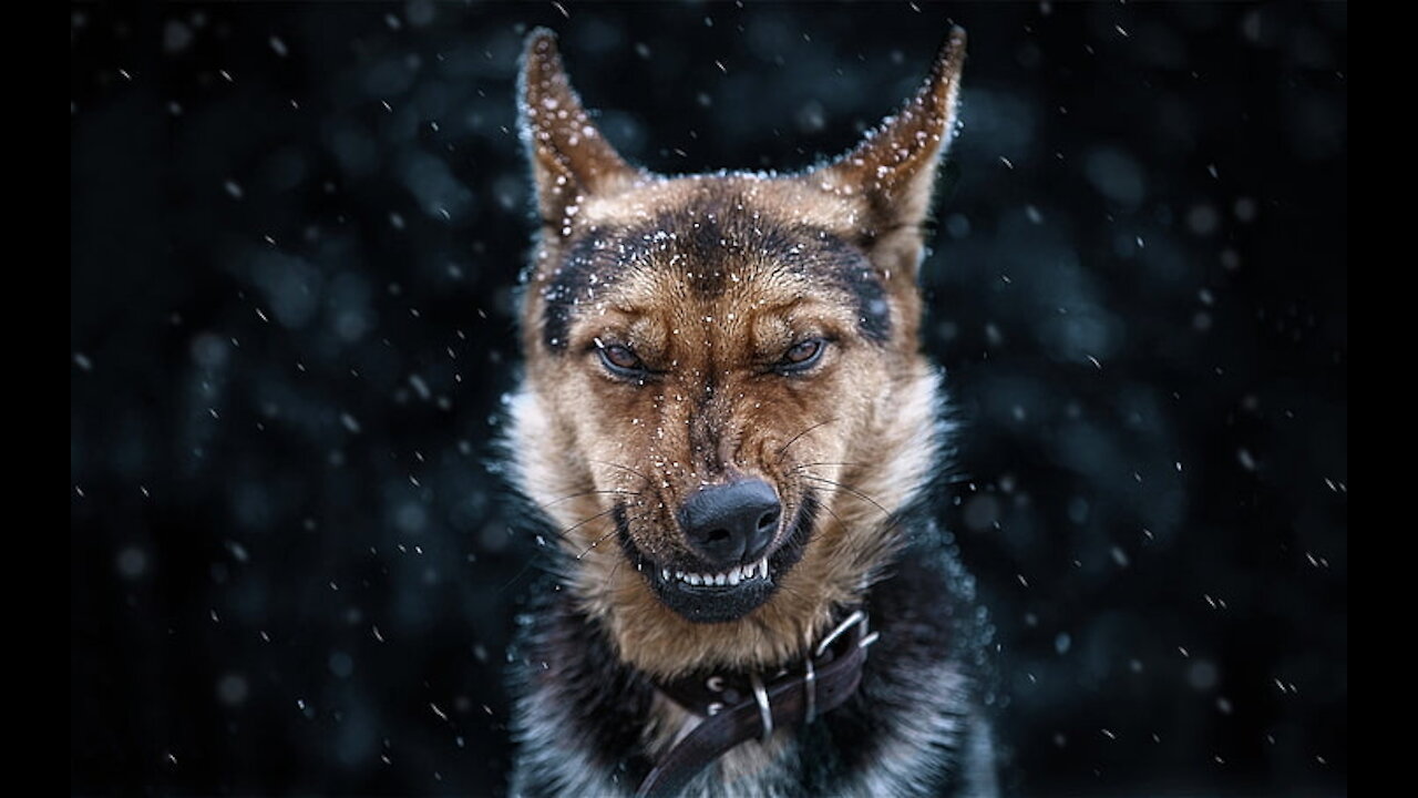 How to defend agains a dog attack