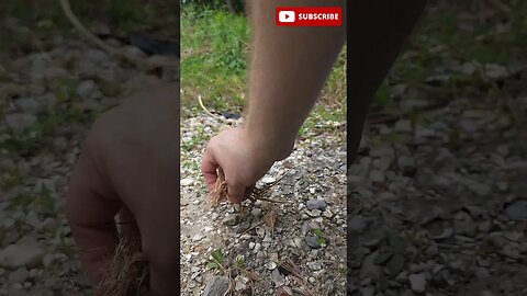 Urban Fire Making #shorts #survivalshorts #Leatherman #ferrorod #urbansurvival