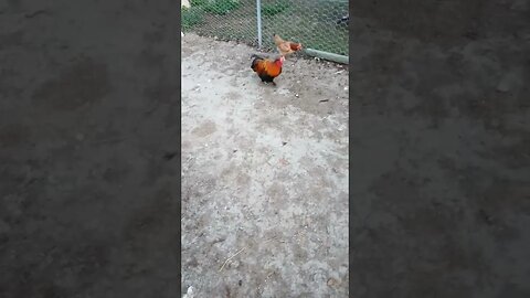 Good morning Forest and Rusty