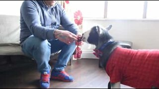 Eric, the pygmy goat that lives like a dog