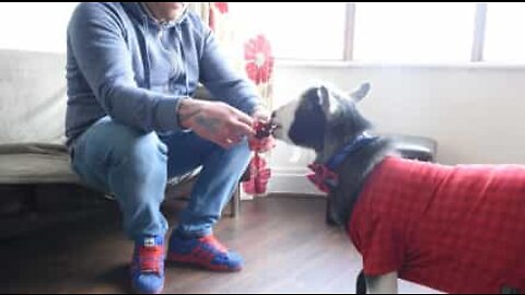 Eric, the pygmy goat that lives like a dog